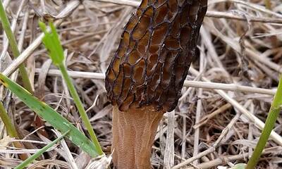 Dry mushrooms