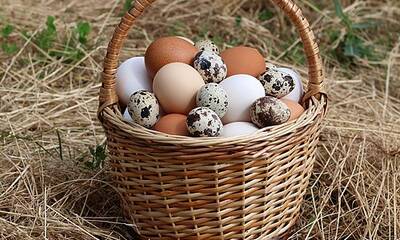 Farm eggs