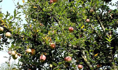 Fresh fruit