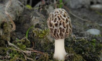Mushrooms