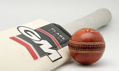 Kashmir-willow cricket