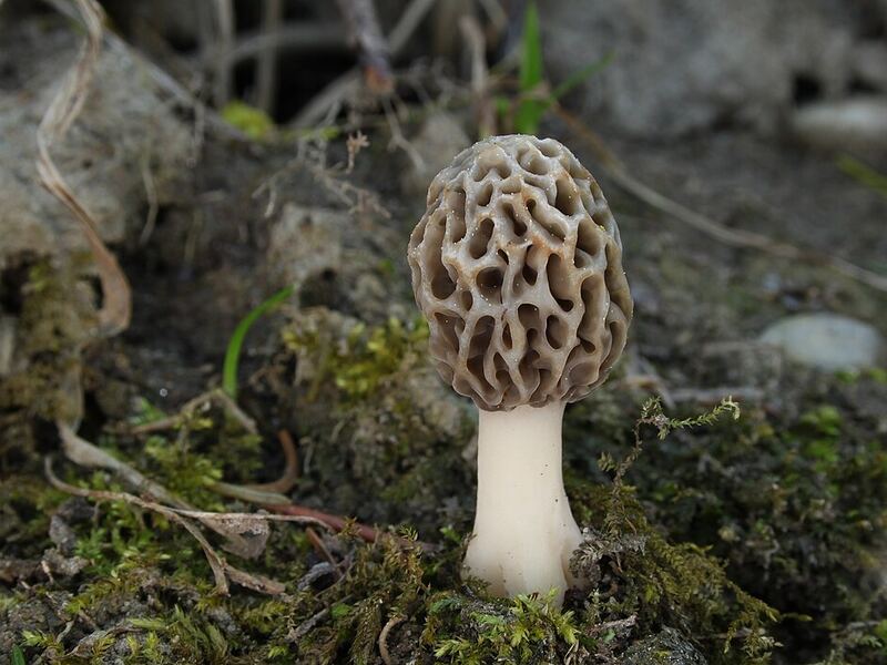 Wild morel mushroom from Tral