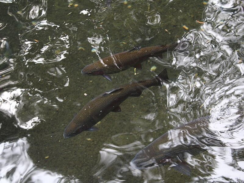 Achabal rainbow trout